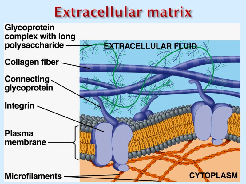 Extracellular matrix